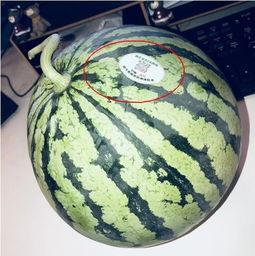 郫县网红吃瓜,揭秘网红美食背后的故事