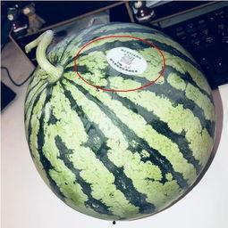 网红画家吃瓜,趣味横生艺术新体验