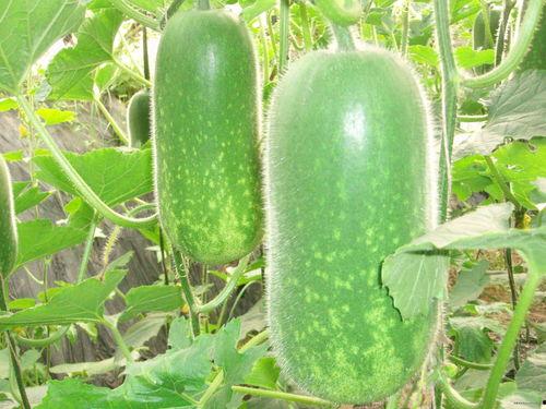 728吃瓜网,网络舆论风向标背后的故事