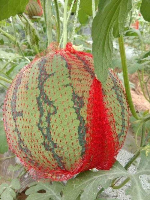 吃瓜网红瓜官琪的背景介绍