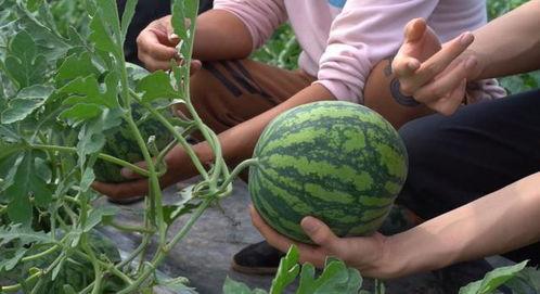 地区吃瓜网,吃瓜网带你领略各地特色美食文化