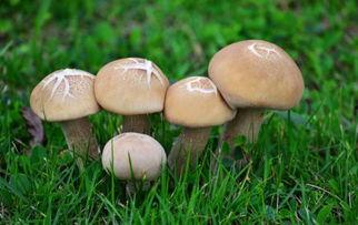 蘑菇吃瓜网官网,揭秘网络娱乐新天地