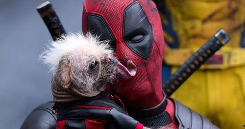 死侍3每日大赛吃瓜网,吃瓜网带你揭秘每日大赛幕后风云