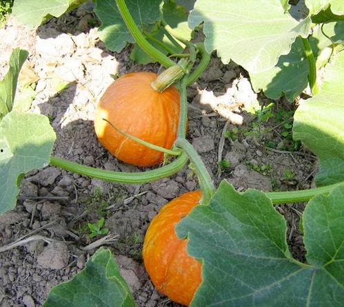 尬瓜吃料网入口最新,热门资讯一手掌握