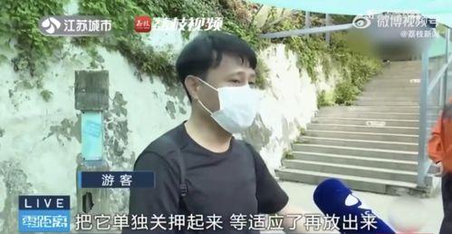 网红集体吃瓜事件,揭秘网络事件背后的真相与争议
