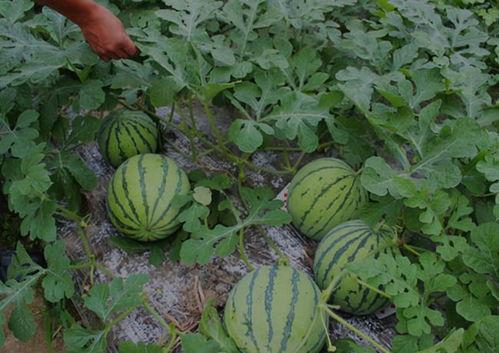 河南搞笑网红吃瓜,笑料百出，带你领略网络幽默魅力