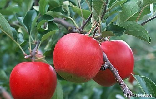 吃瓜姓韩的网红名字大全,揭秘韩姓网红名字大全背后的故事