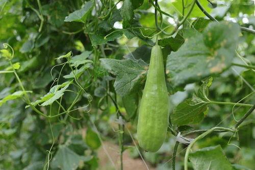 溧阳网红吃瓜事件