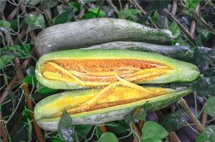 吃瓜淮安网红,揭秘网红背后的故事